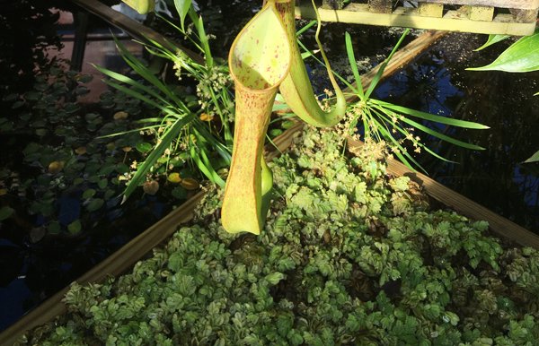 Smith Greenhouses - pond room pitcher plants2 floating mat crop January 2020.jpg