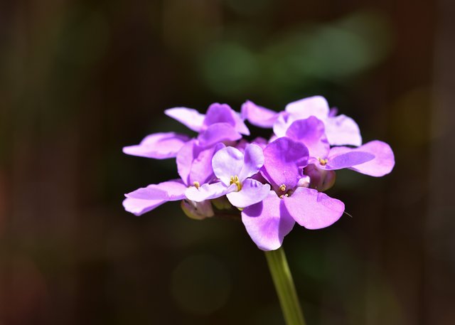 candytuft purple flower 1.jpg