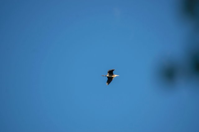 20250924 Цапля.jpg