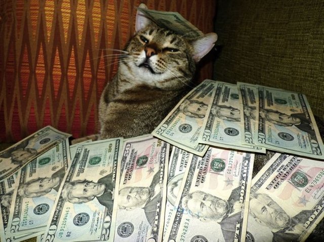 4644_cash_cats_50_1.jpg