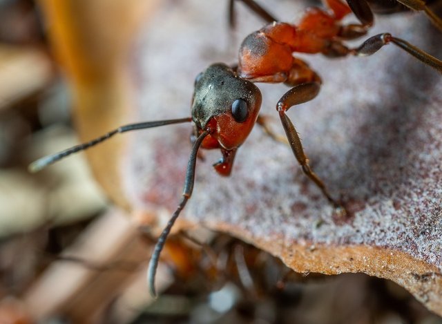 insect-3395507_960_720.jpg