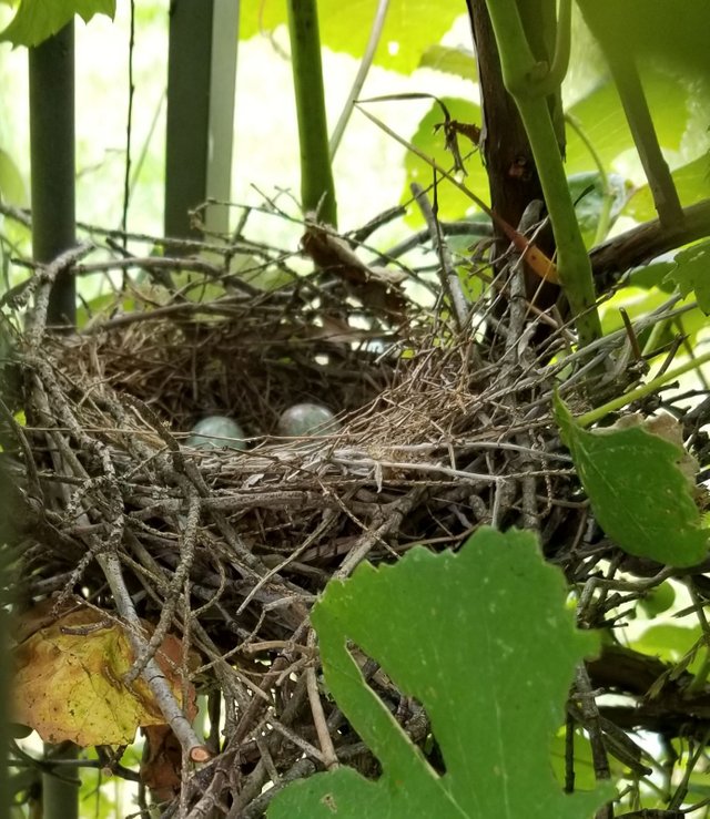 20180617_141156 - Mockingbird Nest.jpg