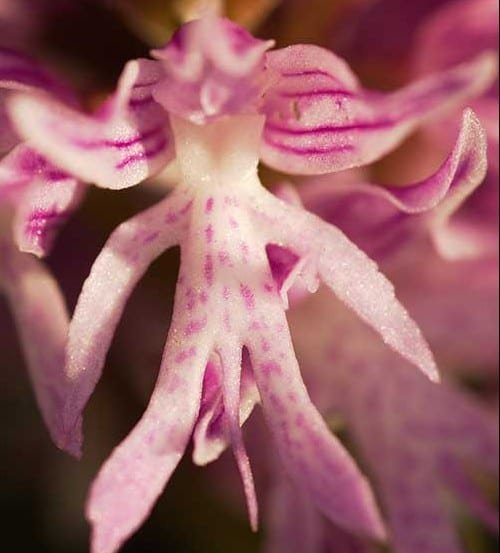 naked-orchid-2-e1481023330781.jpg