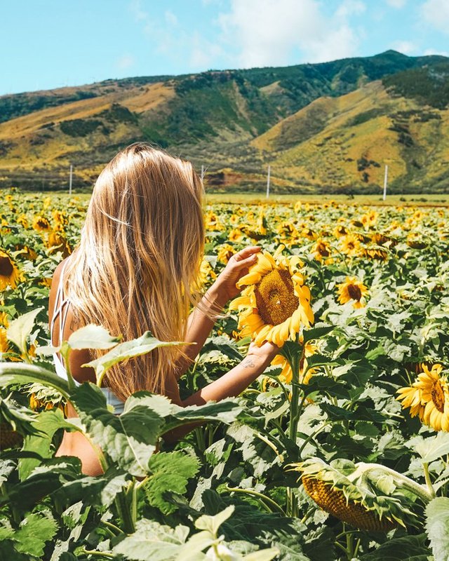 Sunflowers-field-Maui-819x1024.jpg