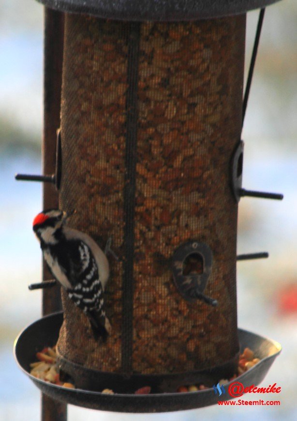 Downy Woodpecker PFW01-01.JPG