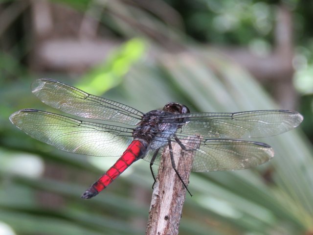 red dragonfly.jpg