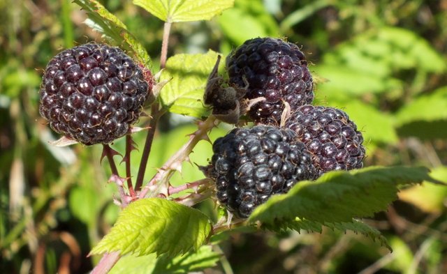x735-BlackRaspberries.JPG