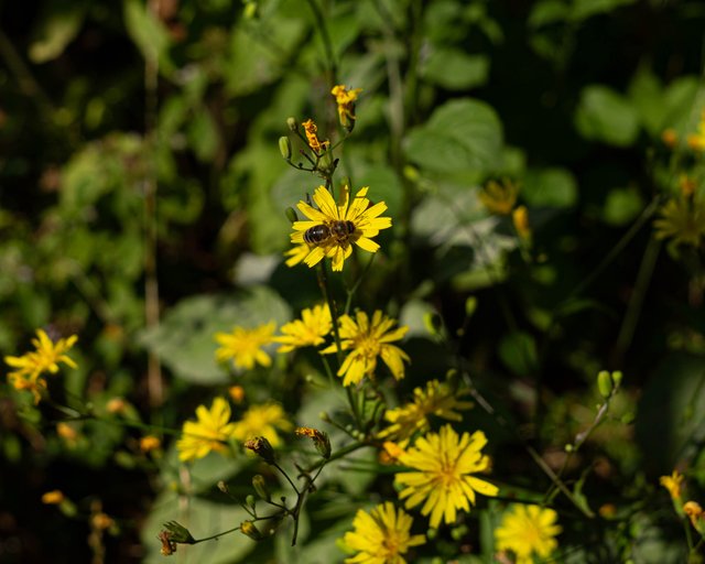 DSC07028.jpg