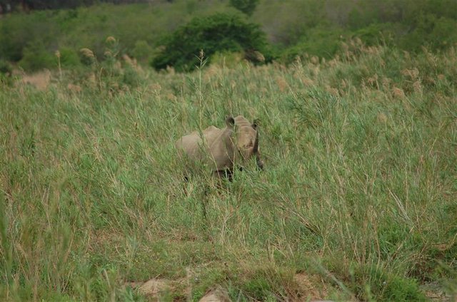 Imfolozi rhino.JPG