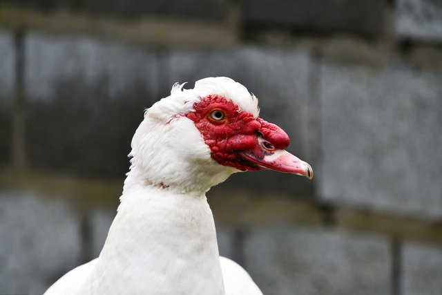 muscovy-5806674_1280.jpg