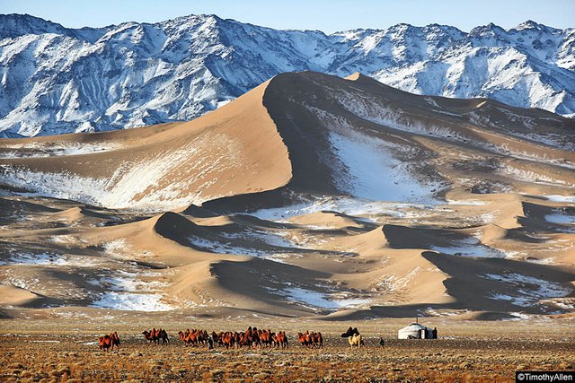 Mongolia-camels-100092.jpg