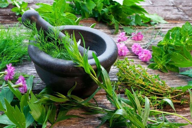 herbal-medicinal-plants.jpg