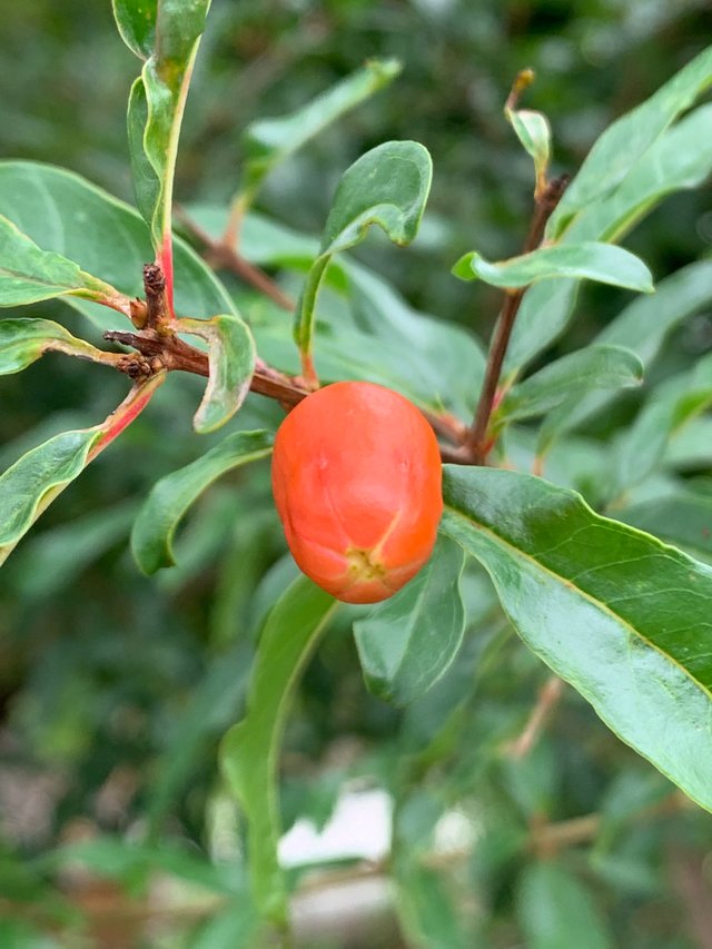 fruit11.jpg