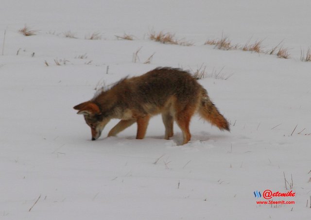 animal-photography wildlife coyote PFW11_0389.JPG