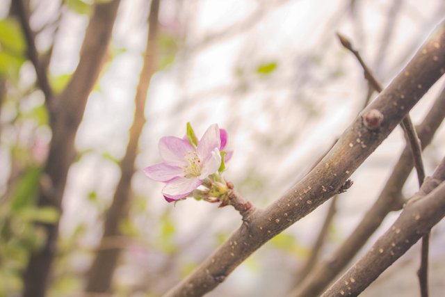 4 flor de fruto en primavera.jpg