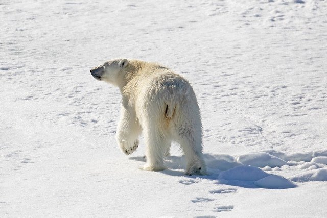 polar-bear-8703907_1280.jpg