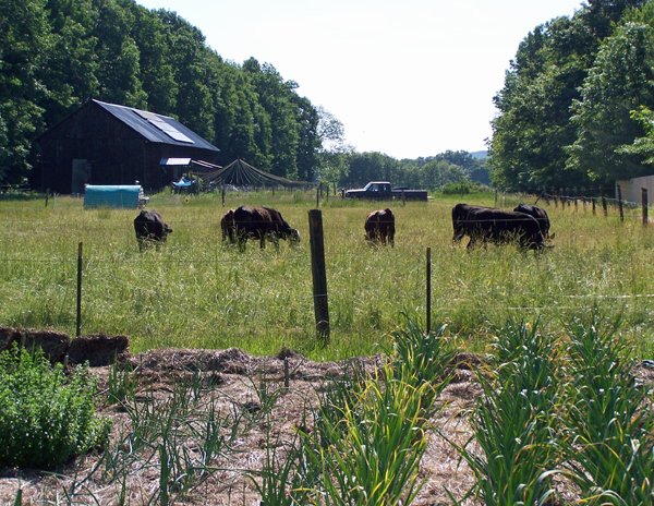 Garden, cows, broilers, layers2 crop June 2016.jpg