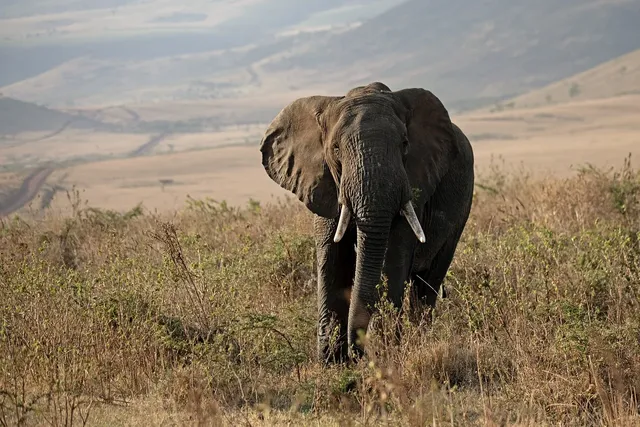 elephant-9214527_1280.webp