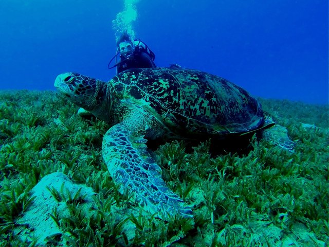 sea-turtle-580780_1280.jpg