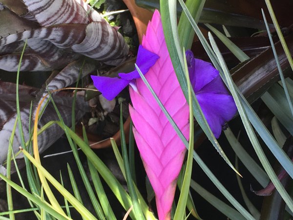 Smith Greenhouses - bromeliad bloom crop January 2020.jpg