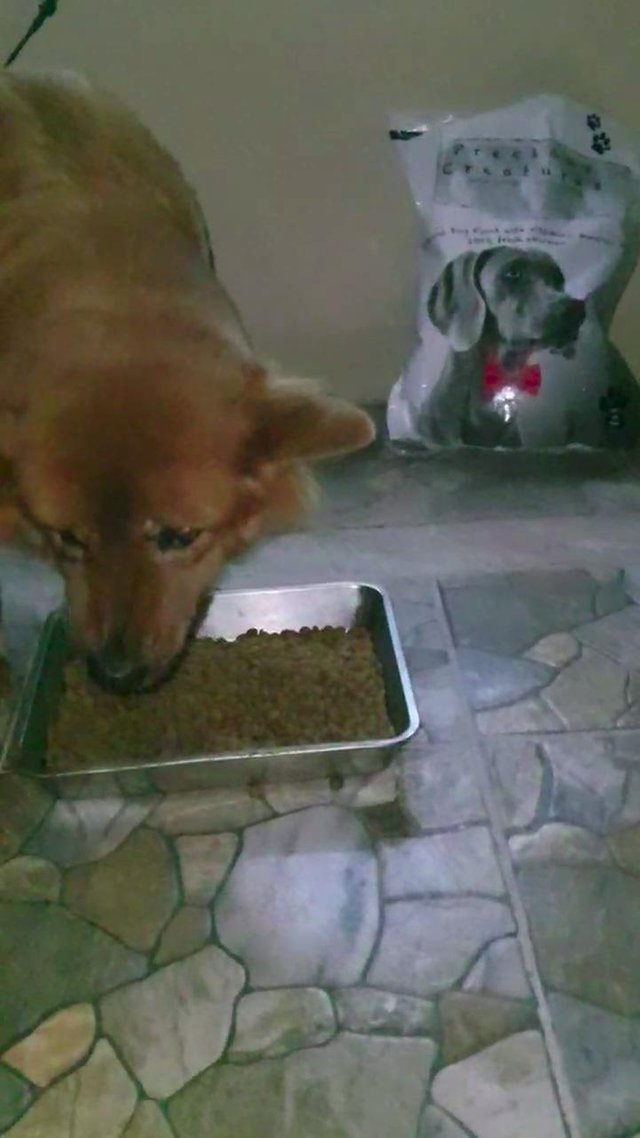 lucci-eating-precious-creatures-dry-dog-food-made-in-dubai.jpg