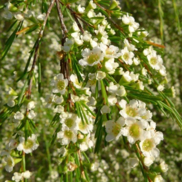 weeping-baeckea-close-john-tann-flickr-500.jpg