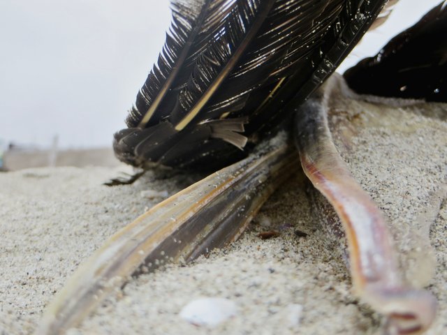 Dead bird on the beach with its beak open.jpg