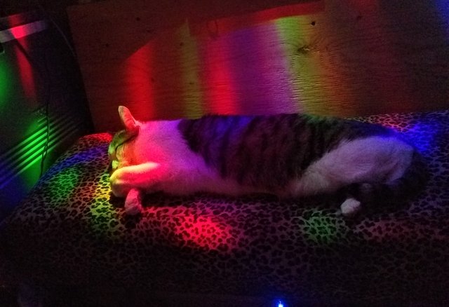 Disco Cat h.jpg