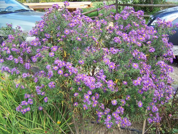 3rd Fence - N. E. aster crop September 2019.jpg