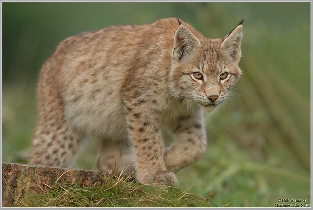 (Lynx lynx).jpg