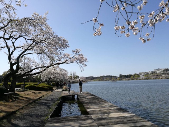 Sakura1.jpg