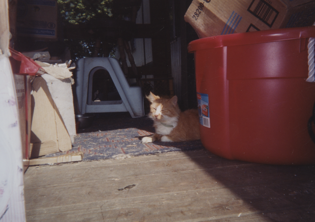 1997-2004 apx Honey Laying on New Porch Around Boxes & Stuff.png