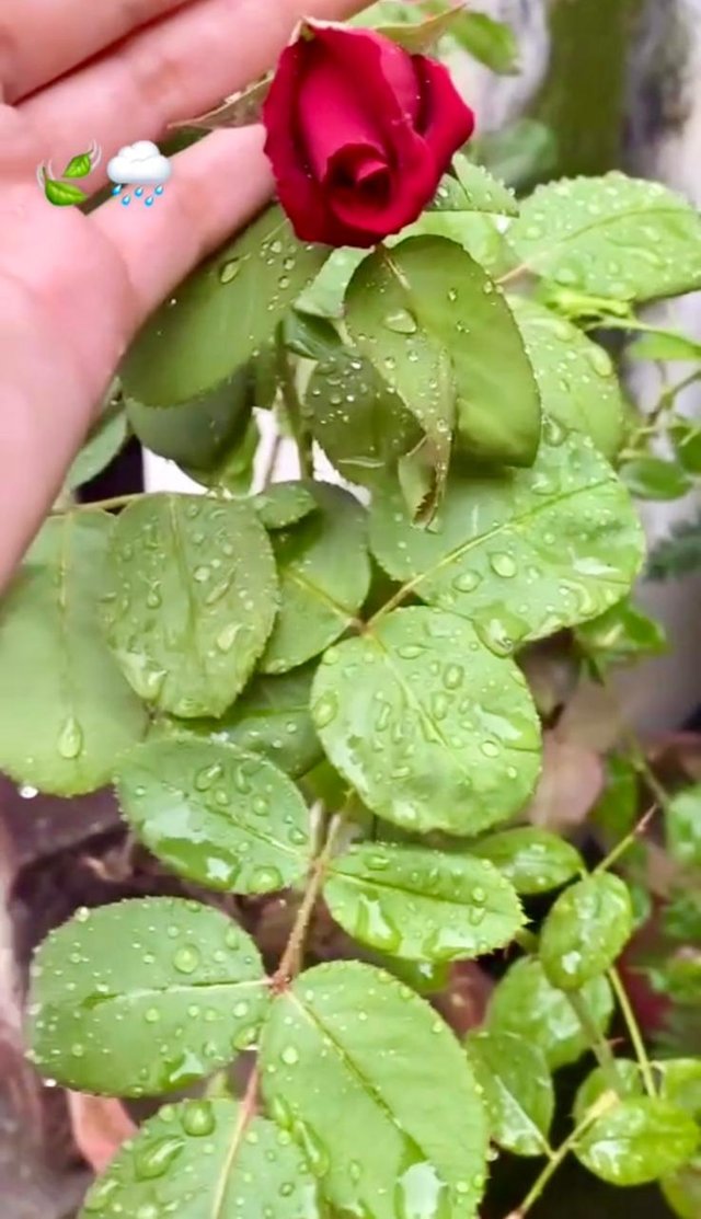 drop leaves .jpg