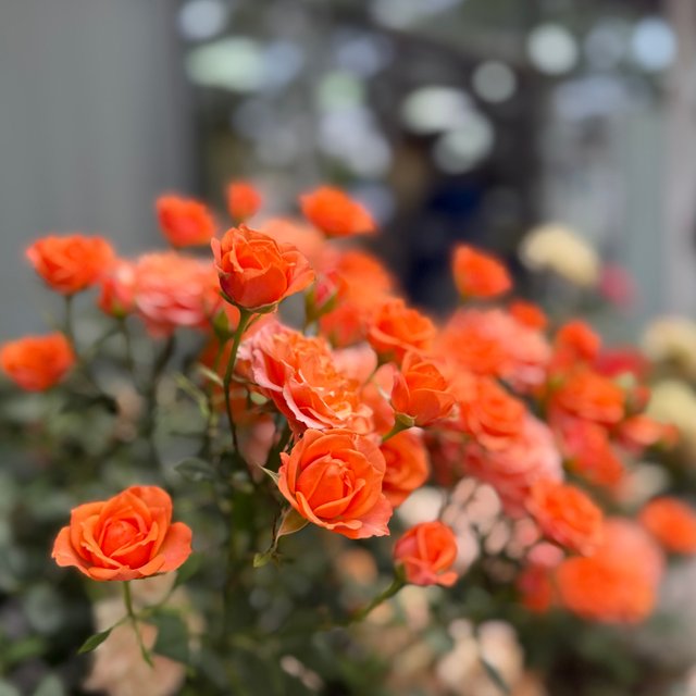 IMG_1996.jpeg