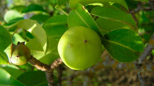 02-07-18-arbol.jpg