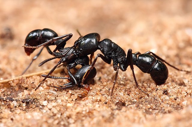 800px-Plectroctena_sp_ants.jpg