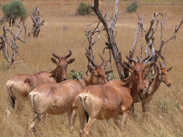 hartebeest-386763_1280.jpg