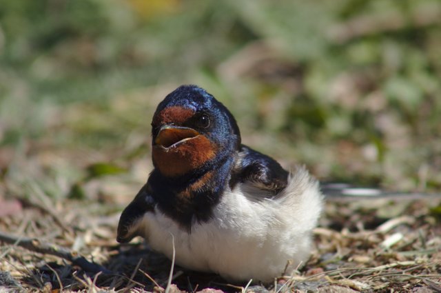 Hirundo rustica__MG_7738.jpg