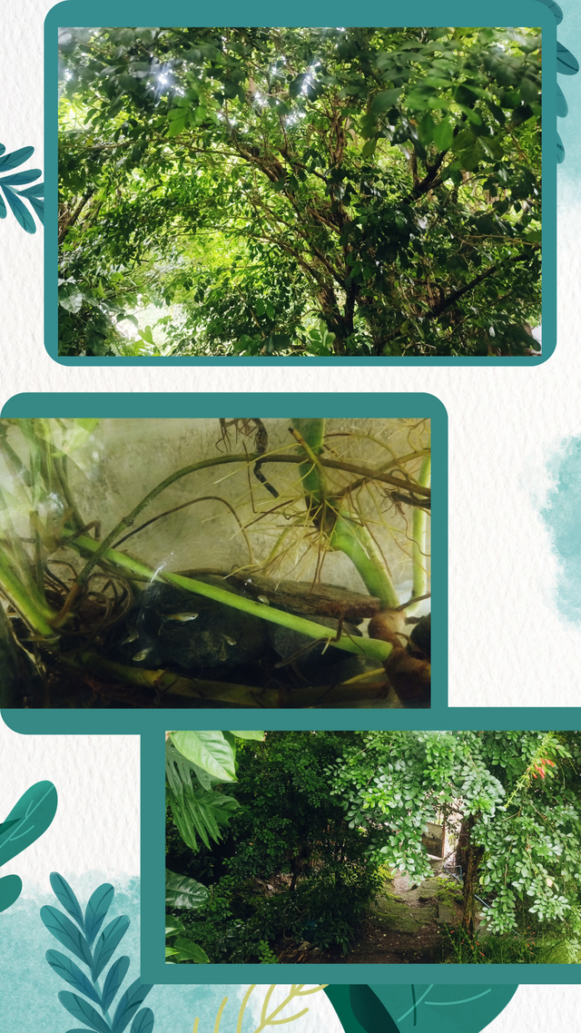fondo de pantalla para teléfono de hojas acuarela orgánico verde_20250531_164209_0000.png