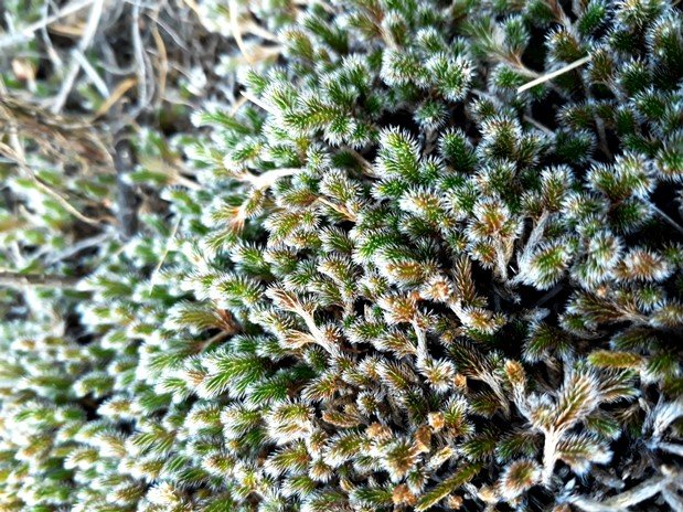 moss2.jpg