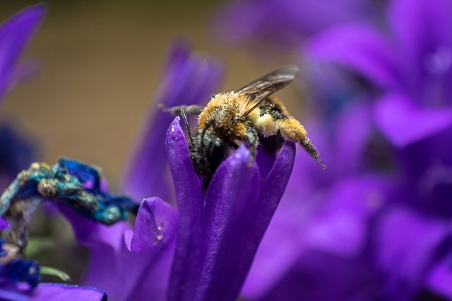 03-06-2018-bee-05728.jpg