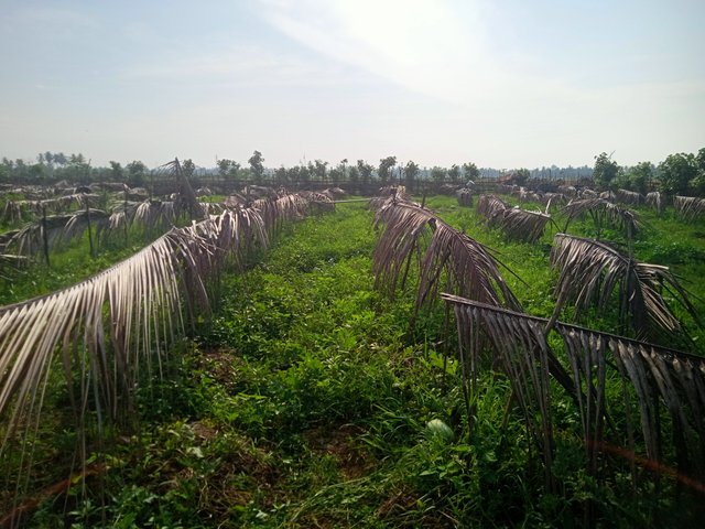 IMG20250626085530.jpg