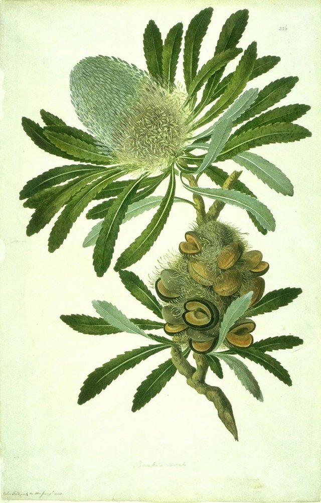 800px-Banksia_serrata_watercolour_from_Bank's_Florilegium.jpg