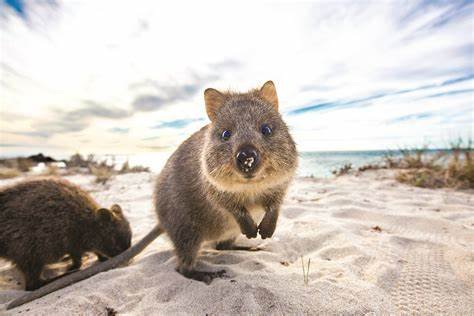 quokka 2.jpg