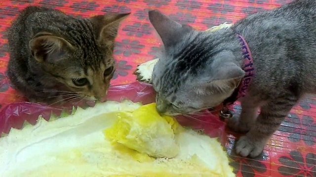 cats durian.jpg