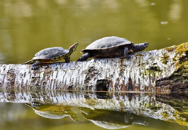 turtles-3289690_1280.jpg