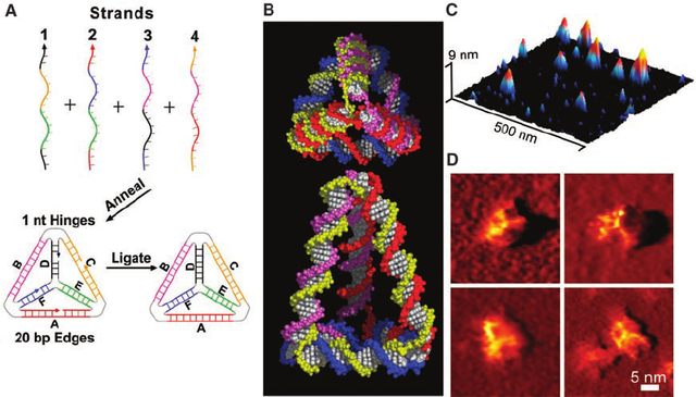 DNA-tetrahedra-A-Design-of-a-DNA-tetrahedron-formed-by-annealing-four.png