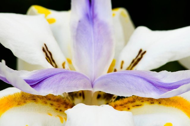 dietes-grandiflora-close-up-david-waldo.jpg