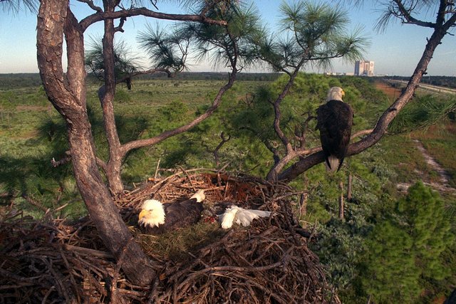 eagles nest.jpg