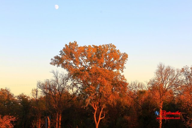 landscape trees fall leaves C10-20_0108.JPG